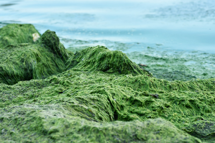 Baltic Sea eutrophication