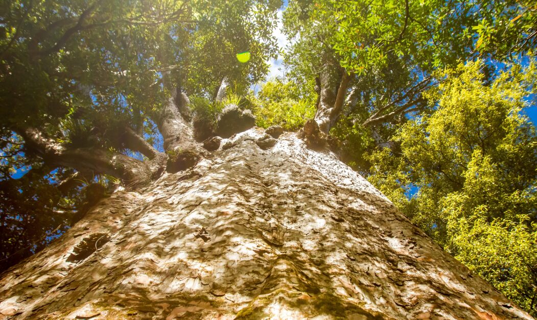 NIB makes a strong return to the Kauri market Nordic Investment Bank